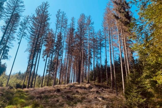 Část lesů v CHKO Broumovsko zasáhla letos kůrovcová kalamita nevídaných rozměrů | foto: Václav Plecháček,  Český rozhlas