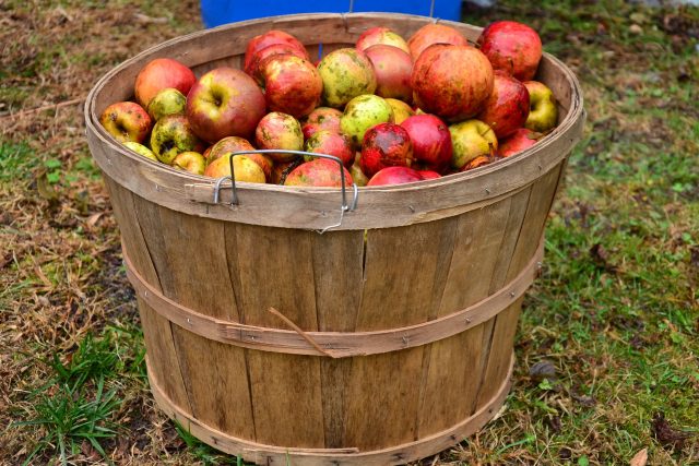 Úroda jablek byla letos veliká  (ilustrační foto) | foto: Fotobanka Pixabay