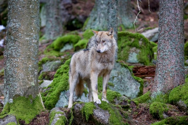 Ze zákona je ale odstřel vlka možný jen při nestandardním chování zvířete  (ilustrační foto) | foto: David Peltán,  MAFRA / Profimedia