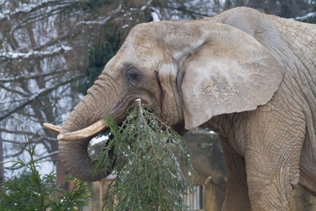 Krkonošské stromky stromky jsou delikatesou pro slony ve dvorském safari parku | foto: Simona Jiřičková