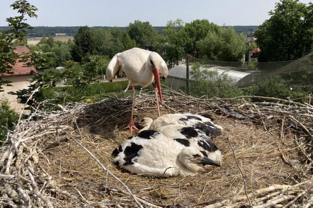 Kroužkování čápů v Safari Parku Dvůr Králové | foto: Michal Staněk,  Safari Park Dvůr Králové