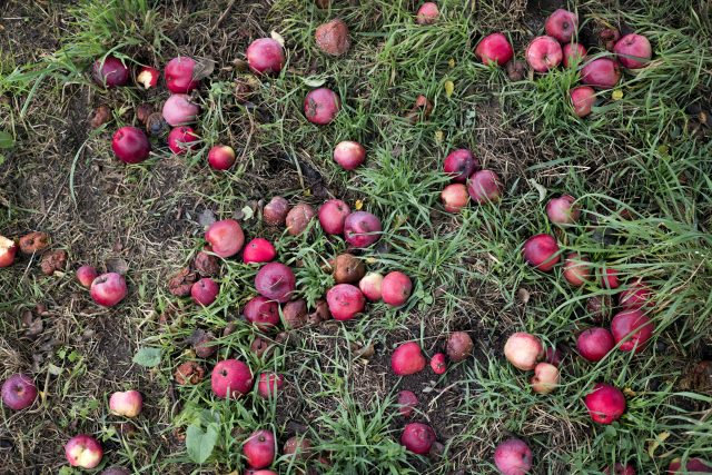 Nahnilé ovoce nenechávejte na stromech ani ležet pod nimi  (ilustrační foto) | foto: Michaela Danelová,  iROZHLAS.cz