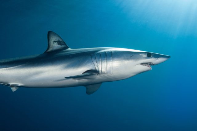 Žralok mako | foto: Profimedia