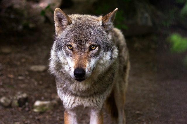 Vlk,  vlci  (ilustrační foto) | foto: raincarnation40,  Pixabay,  CC0 1.0
