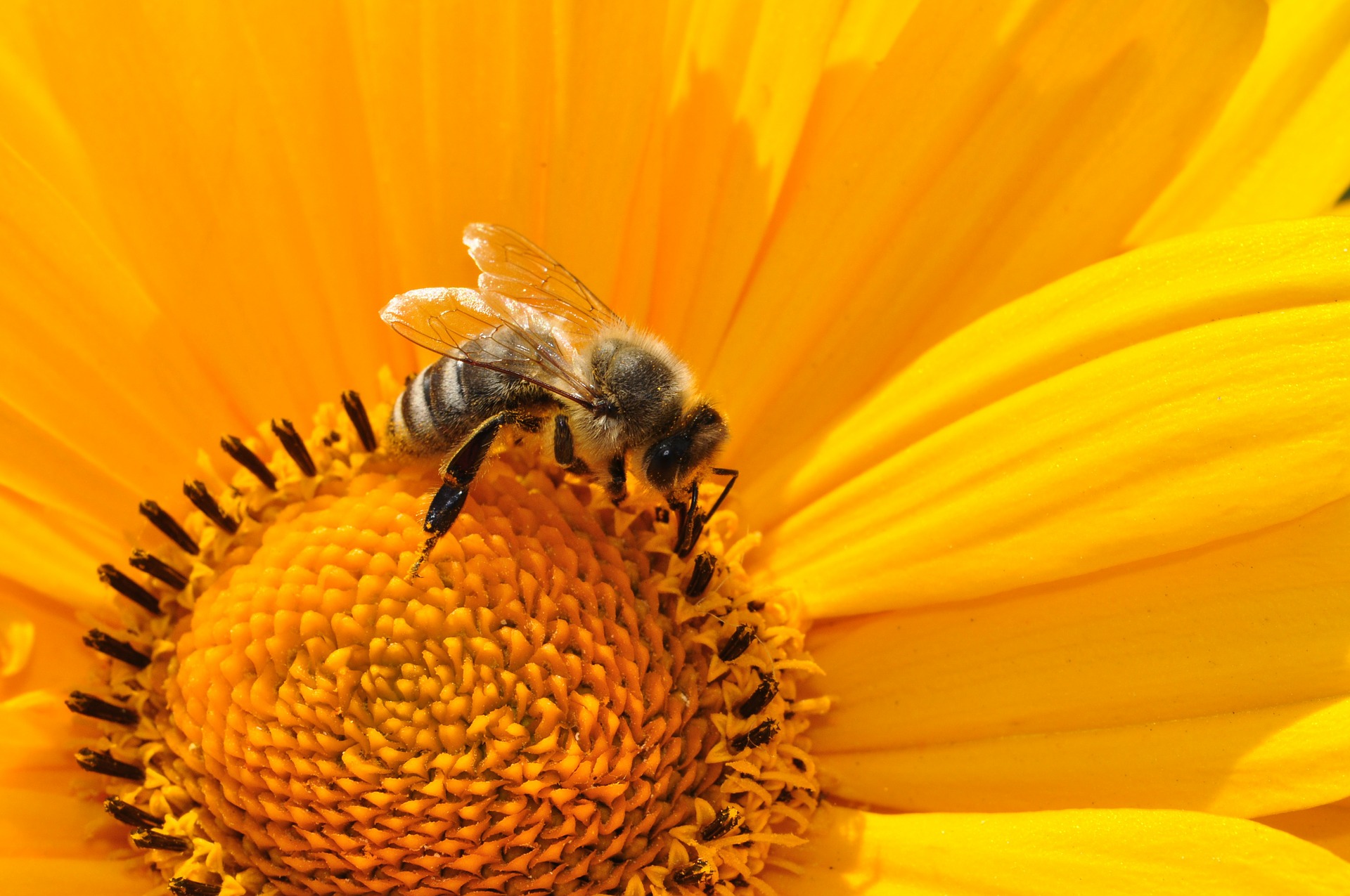Včela (ilustrační foto)